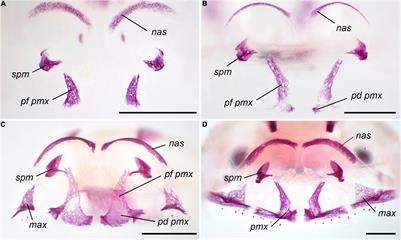 Increasing Hormonal Control of Skeletal Development: An Evolutionary Trend in Amphibians